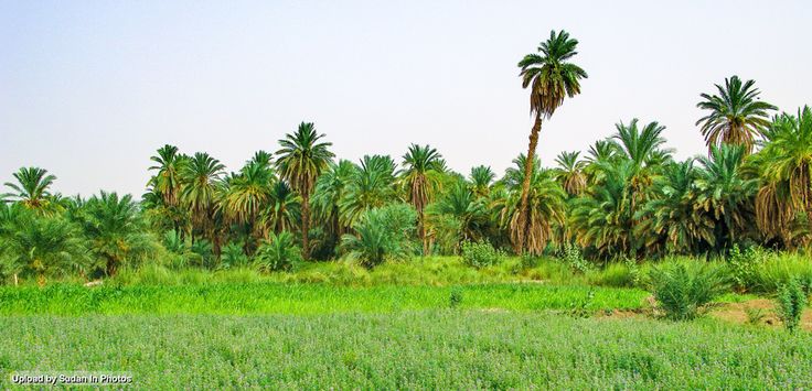 الولاية الشمالية